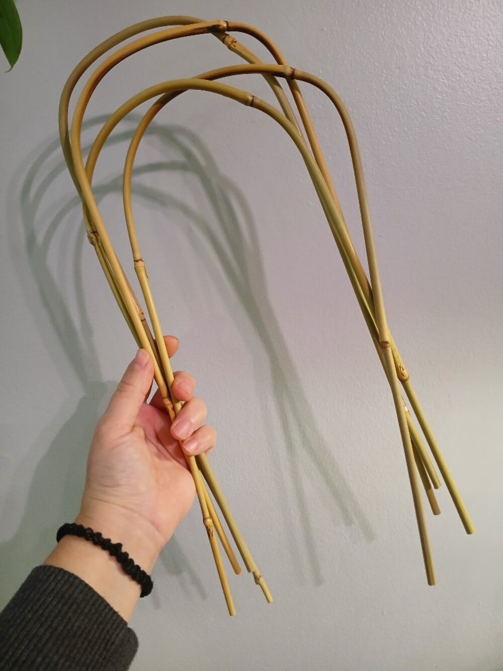 Plant Trellis